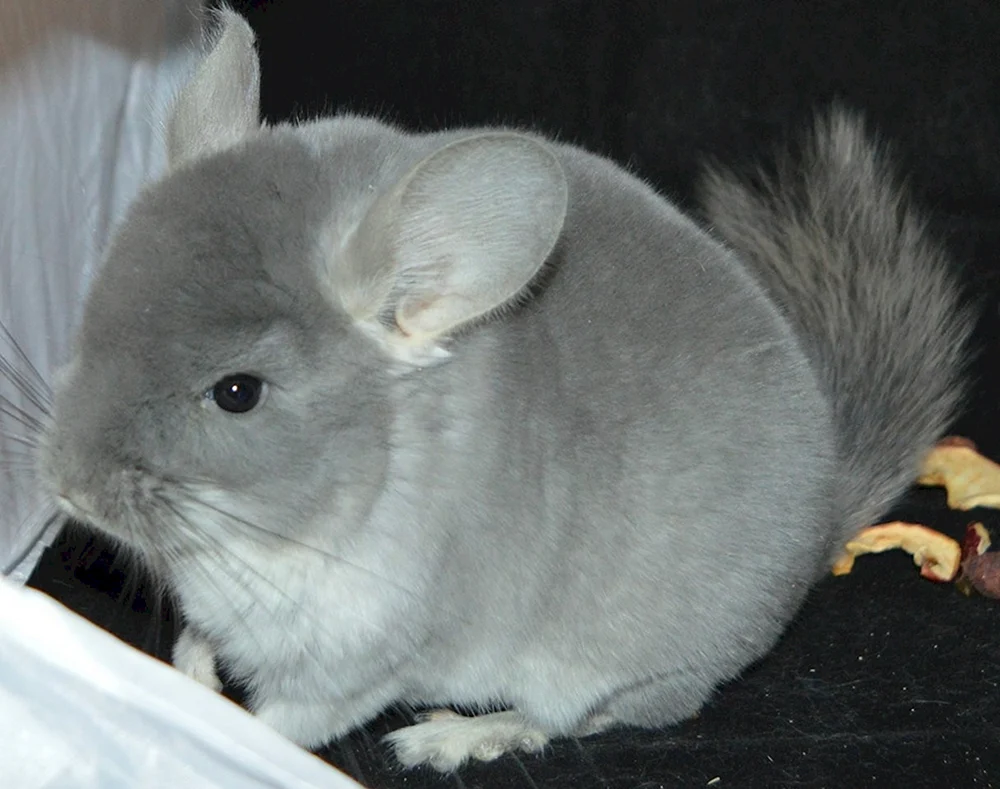 Chinchilla blau diamant