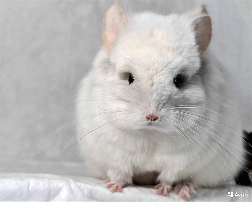 Albino Chinchilla