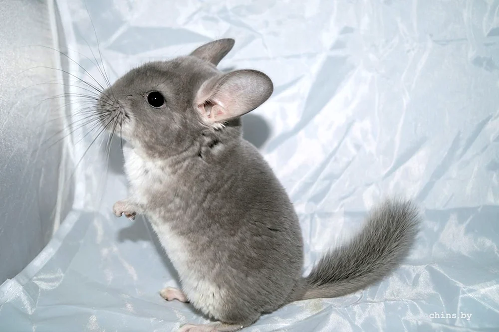 Weißes Chinchilla