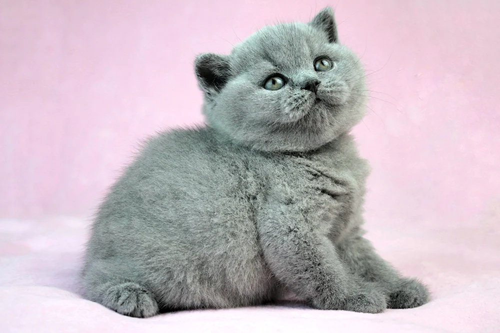 Britische Kurzhaarkatze