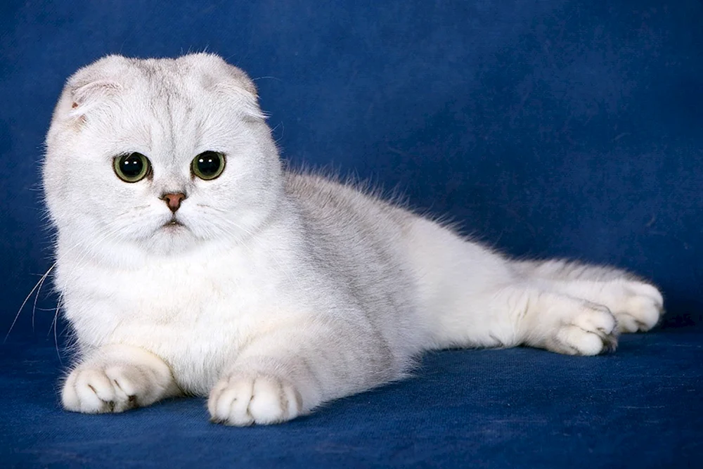 Chinchilla British Blue