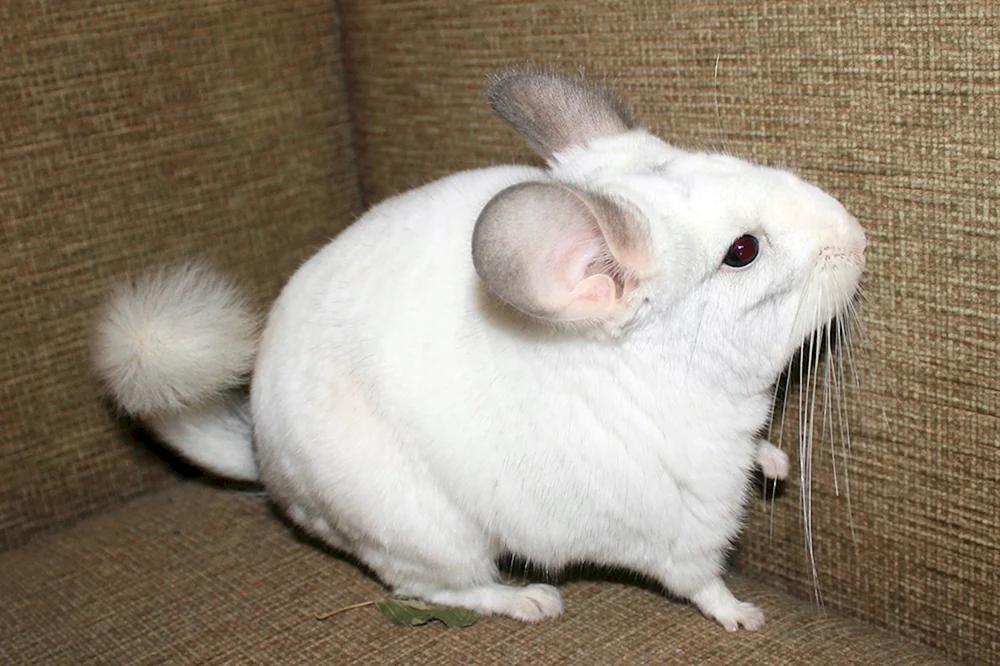Homoebony weiß Chinchilla