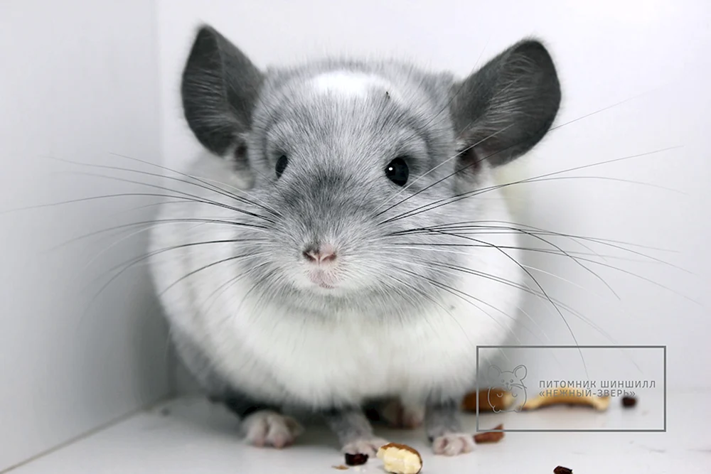 Ebenholz Chinchilla.