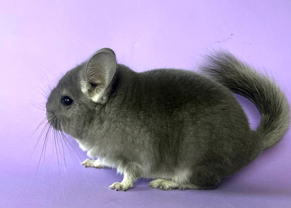 Chinchilla blau diamant