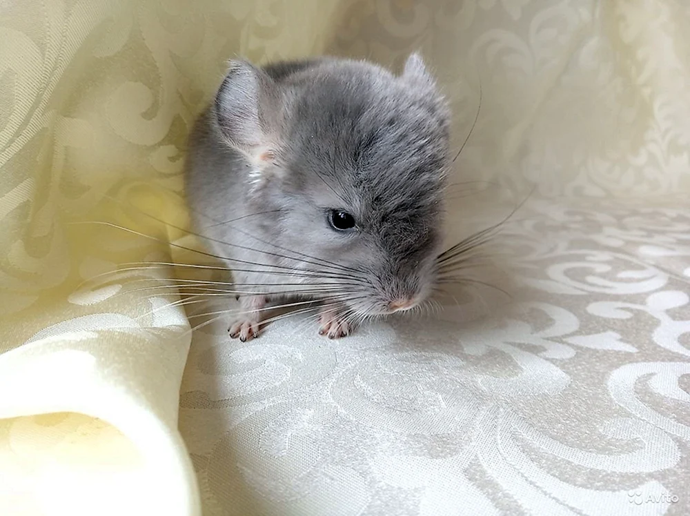 Violettes Chinchilla