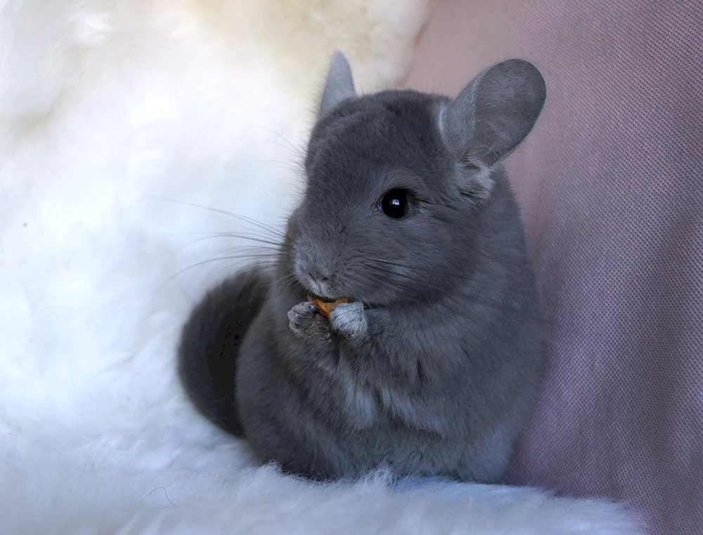 Chinchilla blau diamant