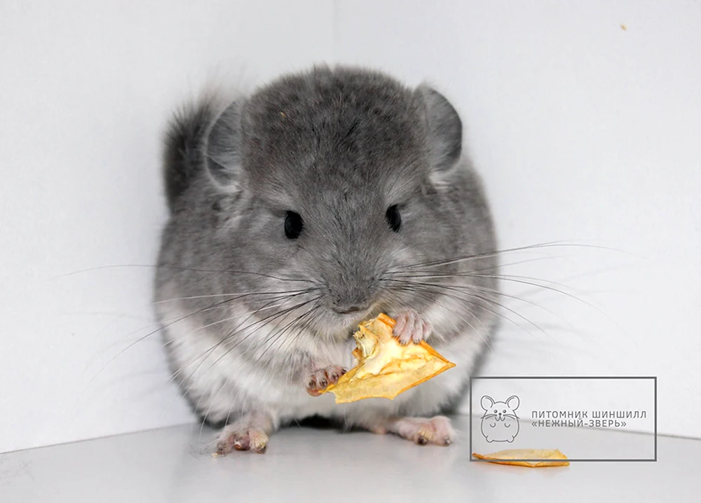 Chinchilla angora blau diamant
