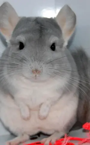Chinchilla blau diamant