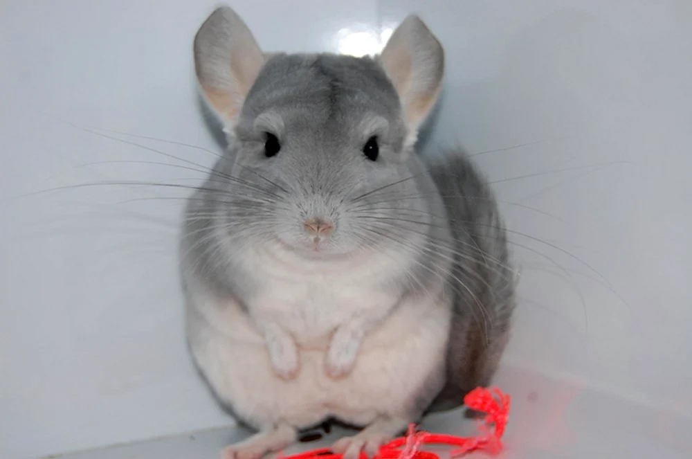 Chinchilla blau diamant