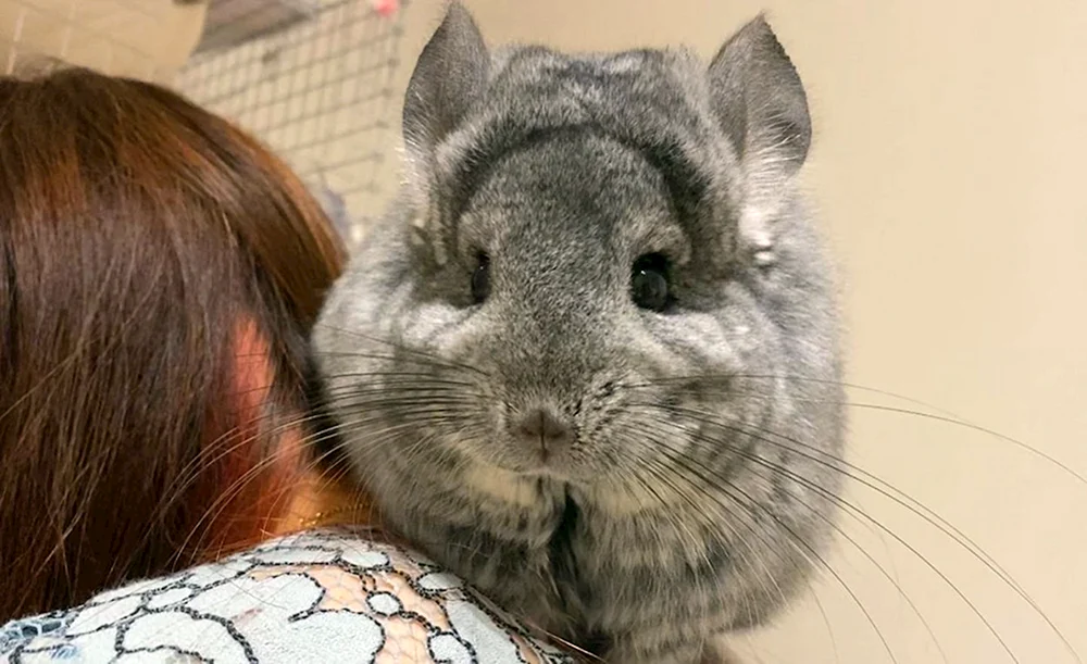 Chinchilla violett. Ebenholz