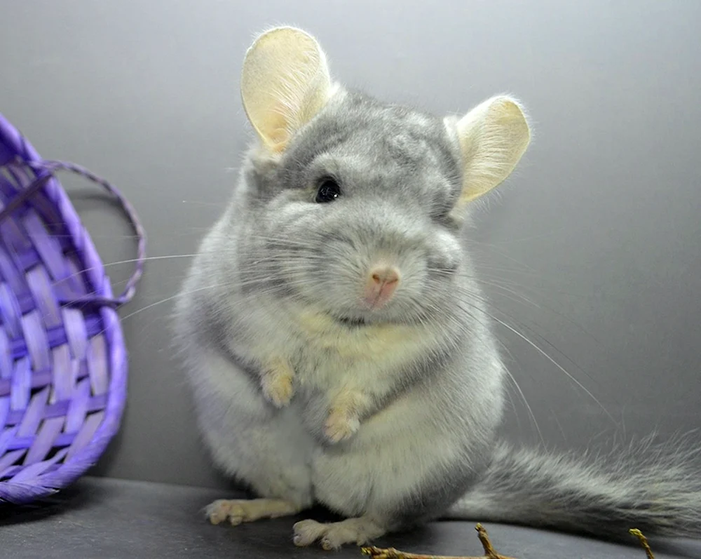 Chinchilla standard