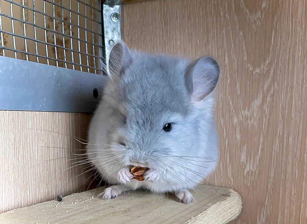 Chinchilla blau diamant