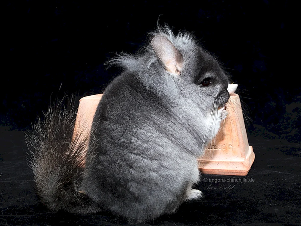 Chinchilla blau diamant