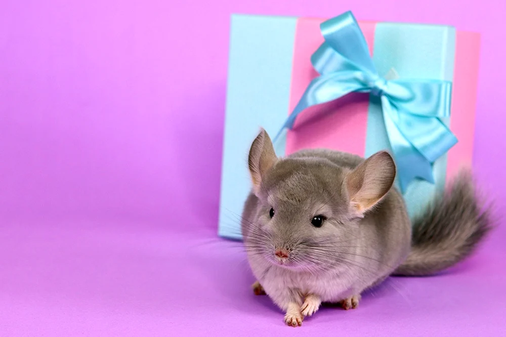 Blauer Diamant Chinchilla