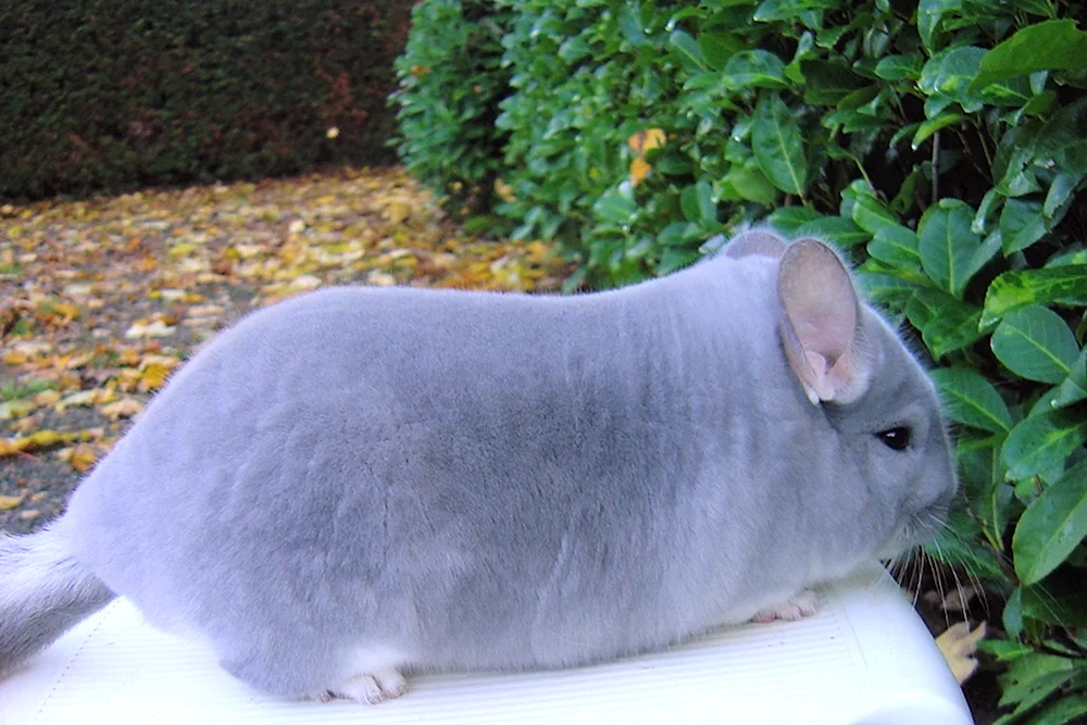 Chinchilla blau diamant
