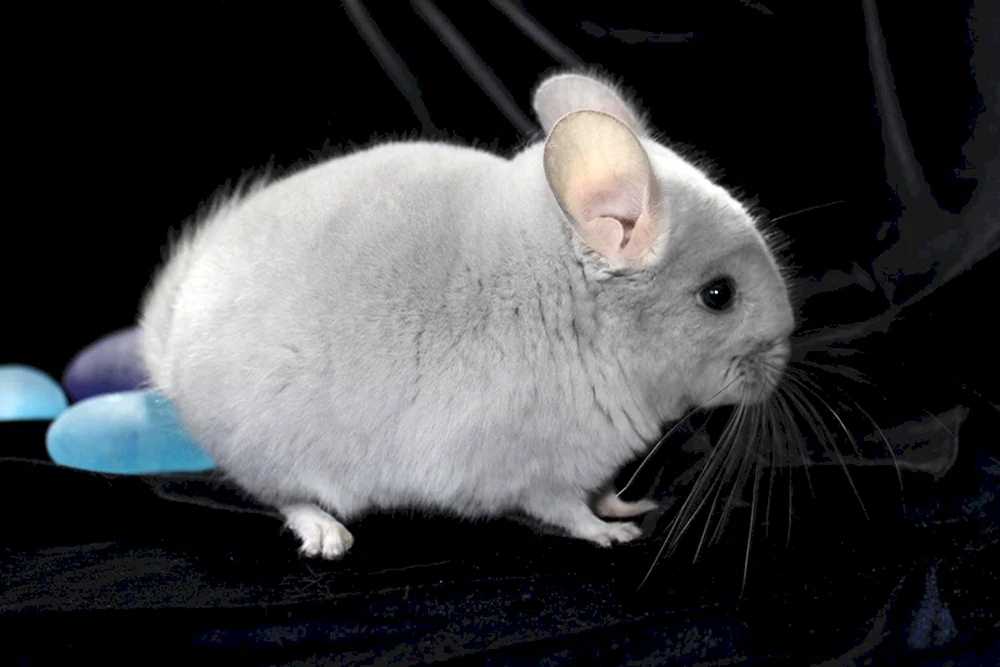 Chinchilla blau diamant