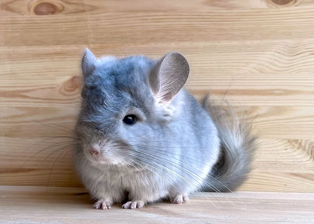 Chinchilla blau diamant