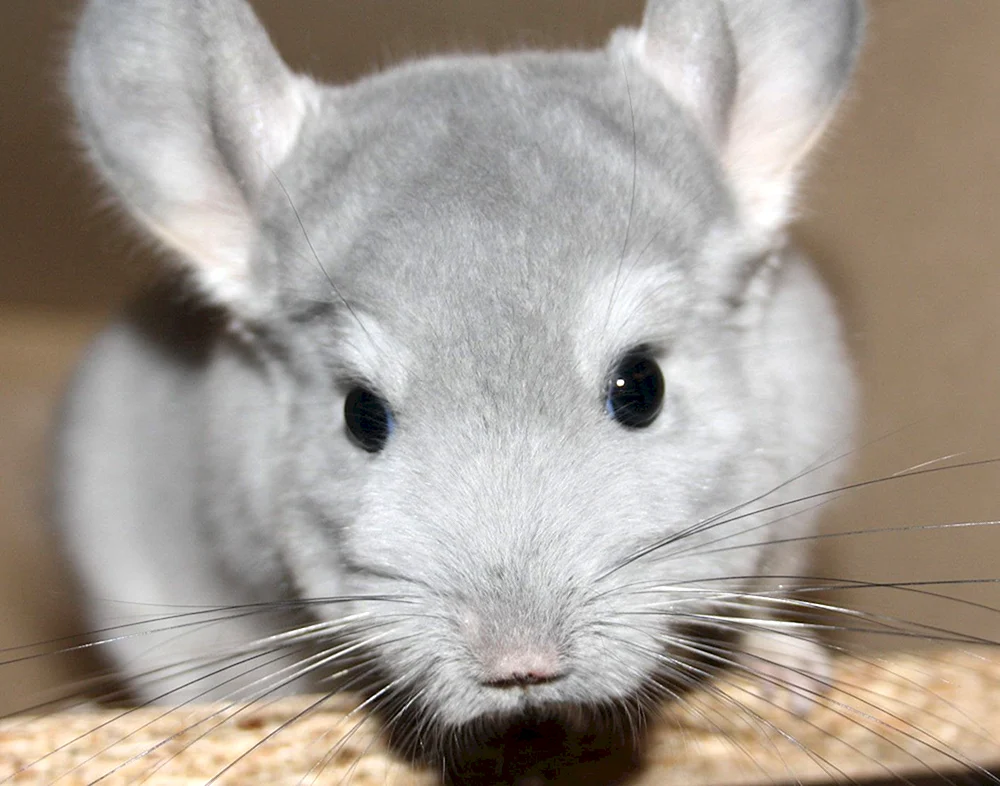 Chinchilla blau diamant