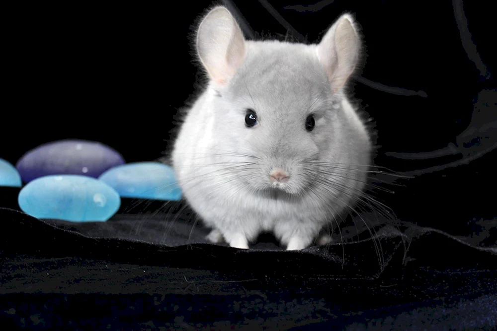 Chinchilla blau diamant