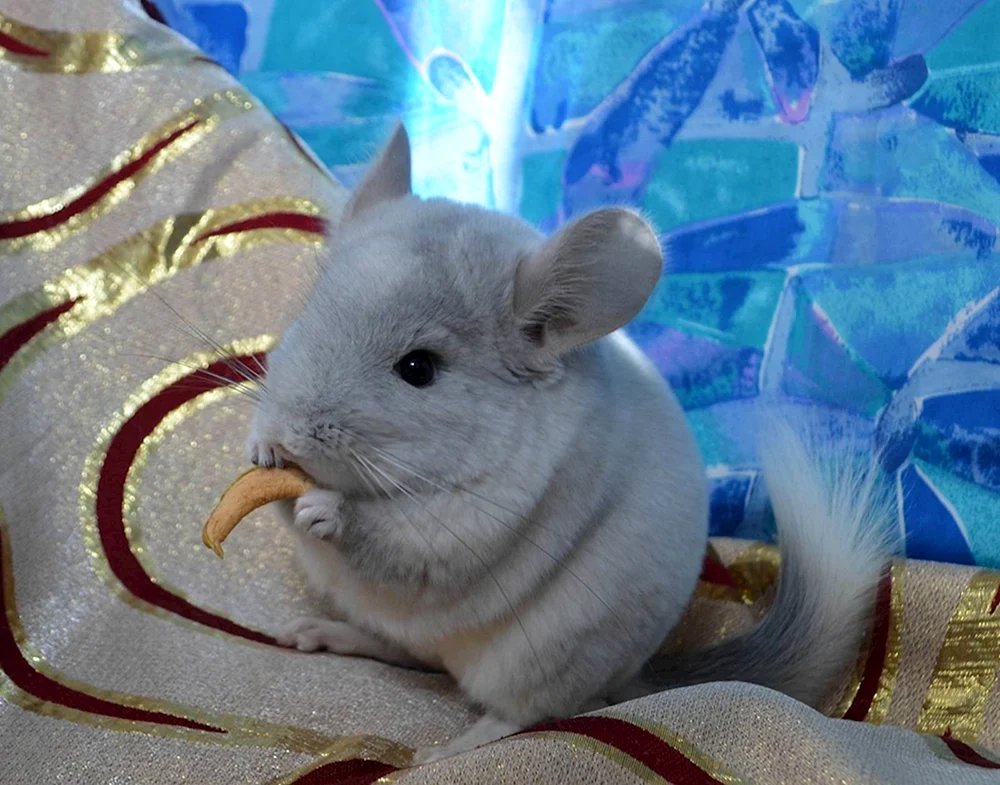 Chinchilla blau diamant