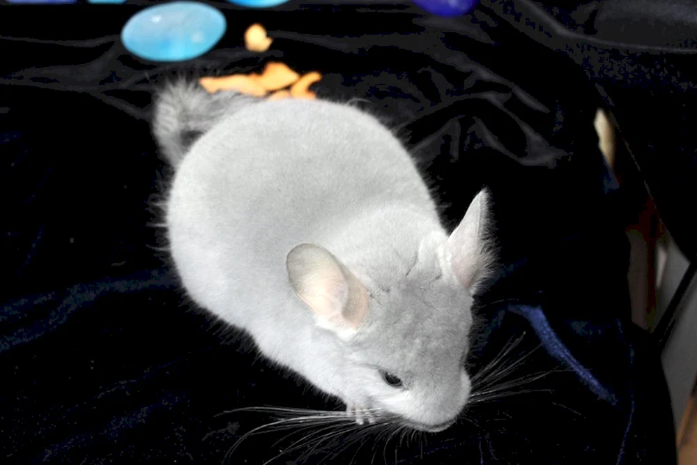 Chinchilla rex