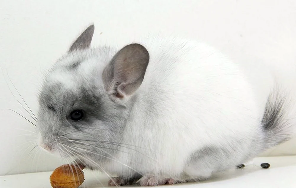 Wilson Chinchilla. Nagetier