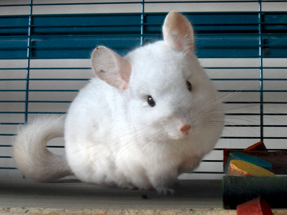Wilson Chinchilla