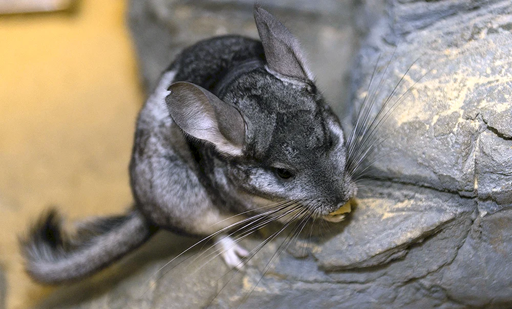 Lebensraum Chinchilla