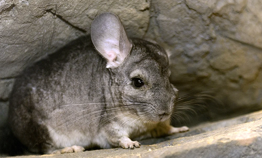 Wildchinchilla