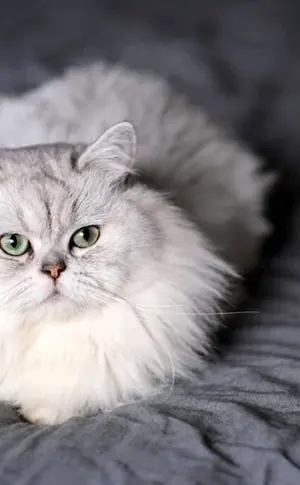 Chinchilla Katze