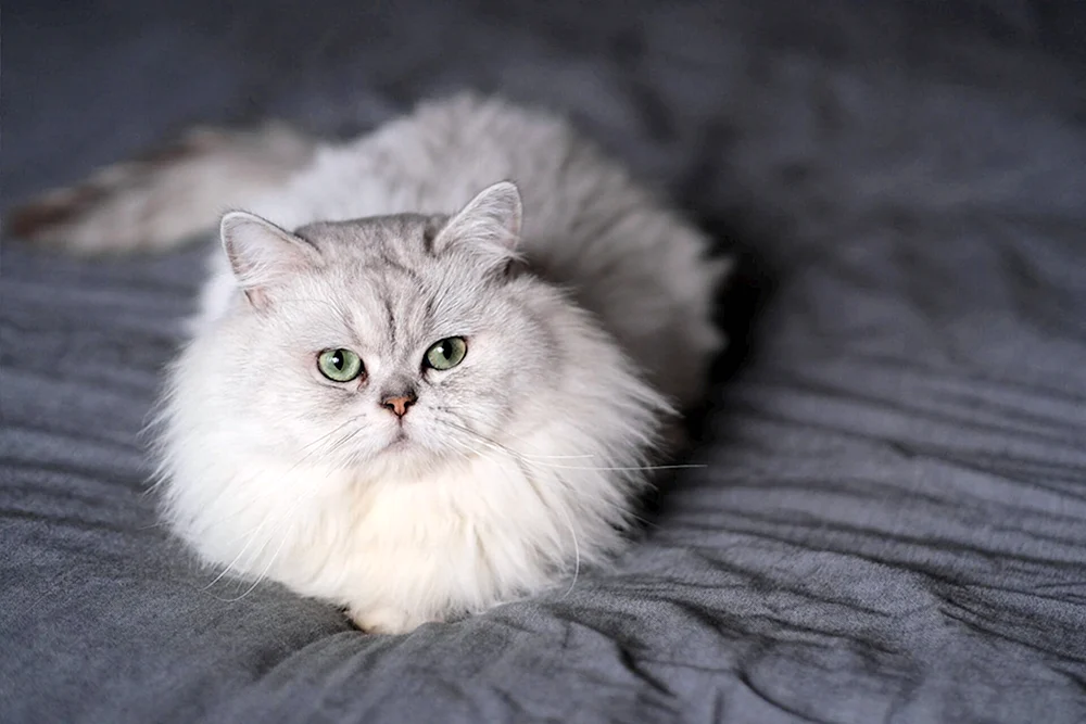 Chinchilla Katze
