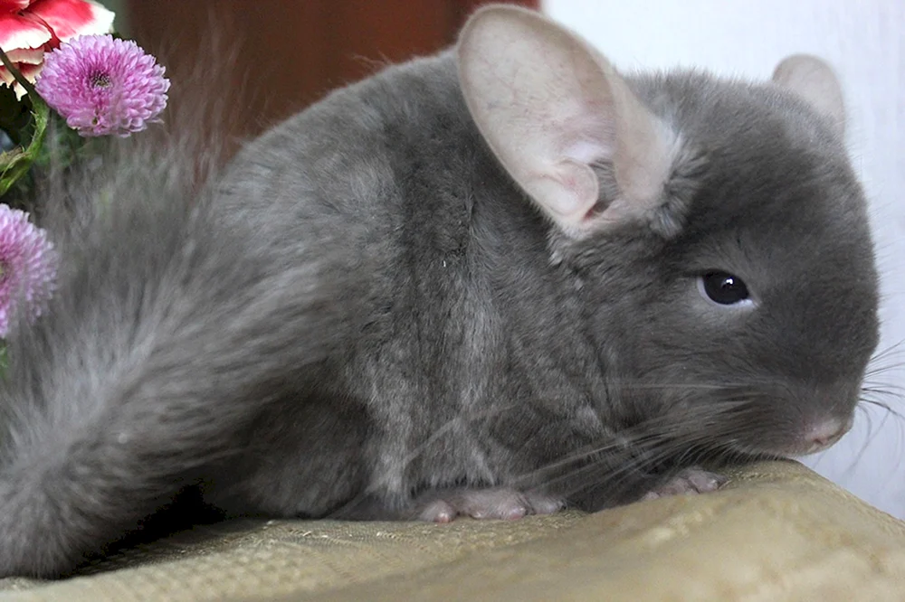 Chinchilla violett Ebenholz