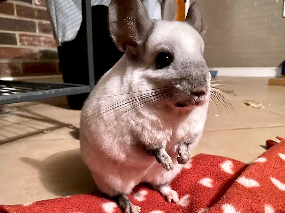 Chinchilla sphinx