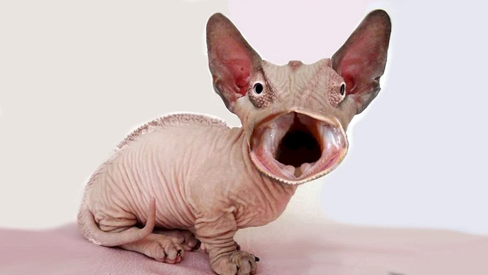 Sphynx Katzenrasse