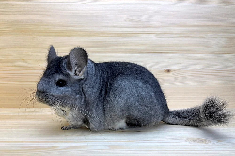 Chinchilla blau diamant