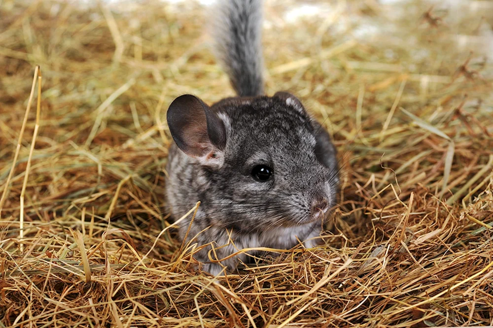 Steppenchinchilla