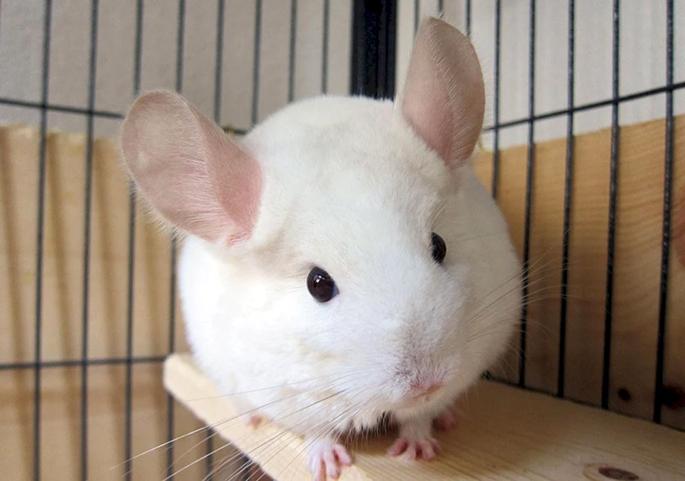 Wilson Chinchilla