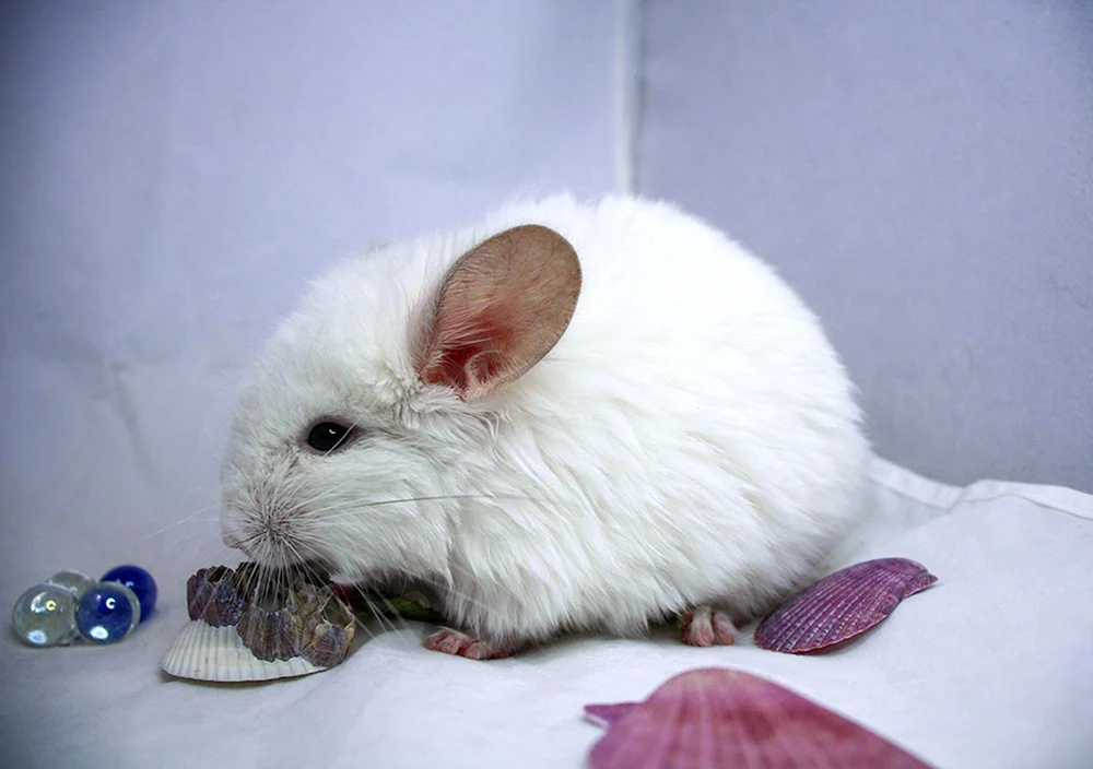 Albino Chinchilla