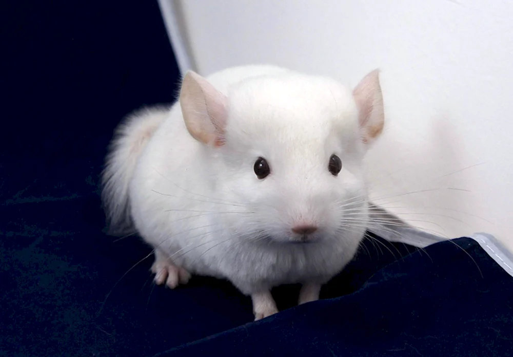 Homoebony Chinchilla