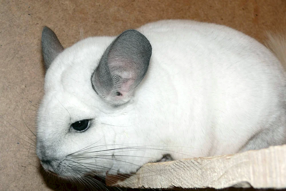 Australisches Chinchilla