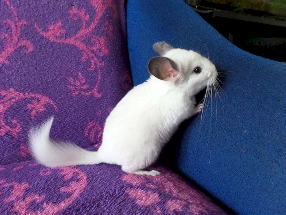 Weißes Chinchilla
