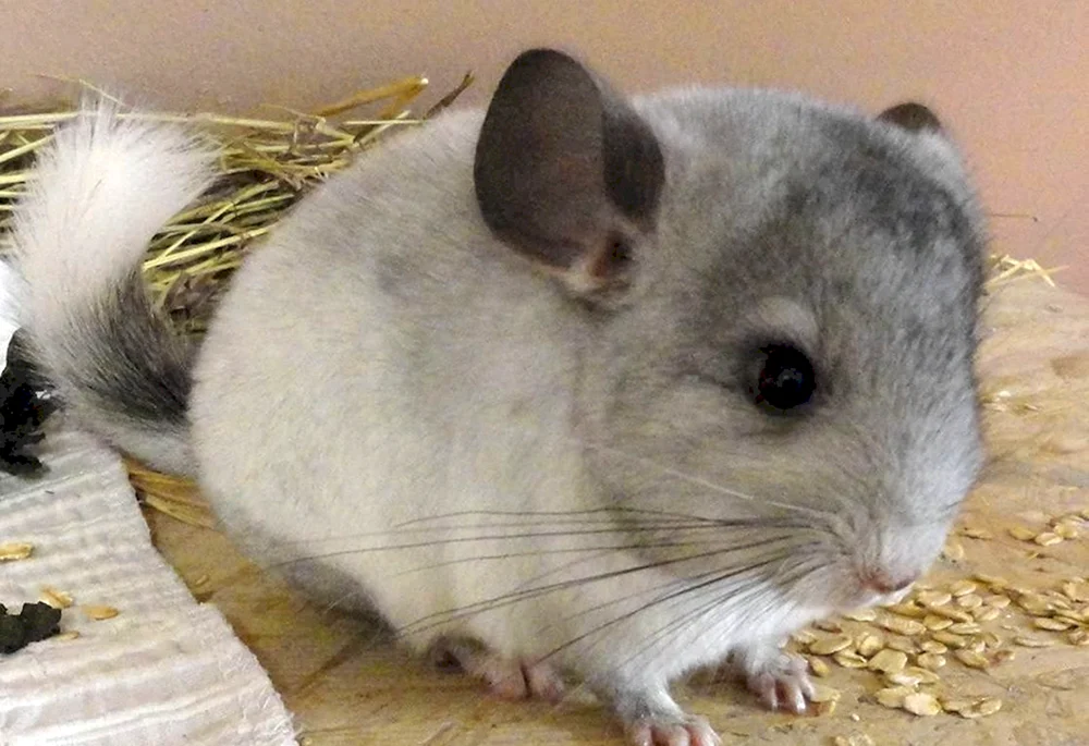 Shinchilla Wilson