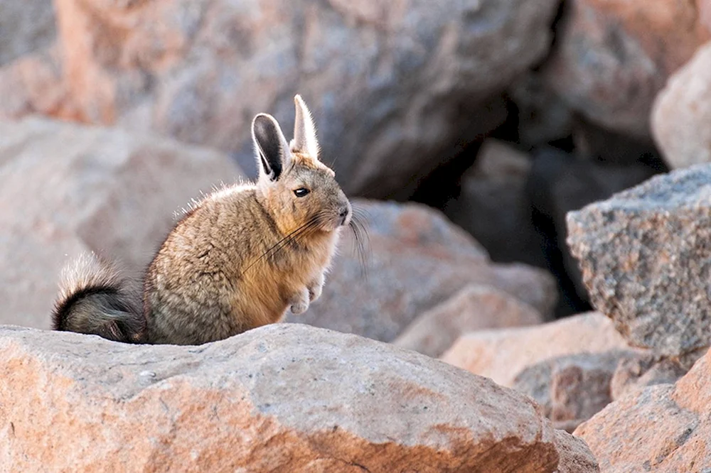 Chinchilla Südamerika