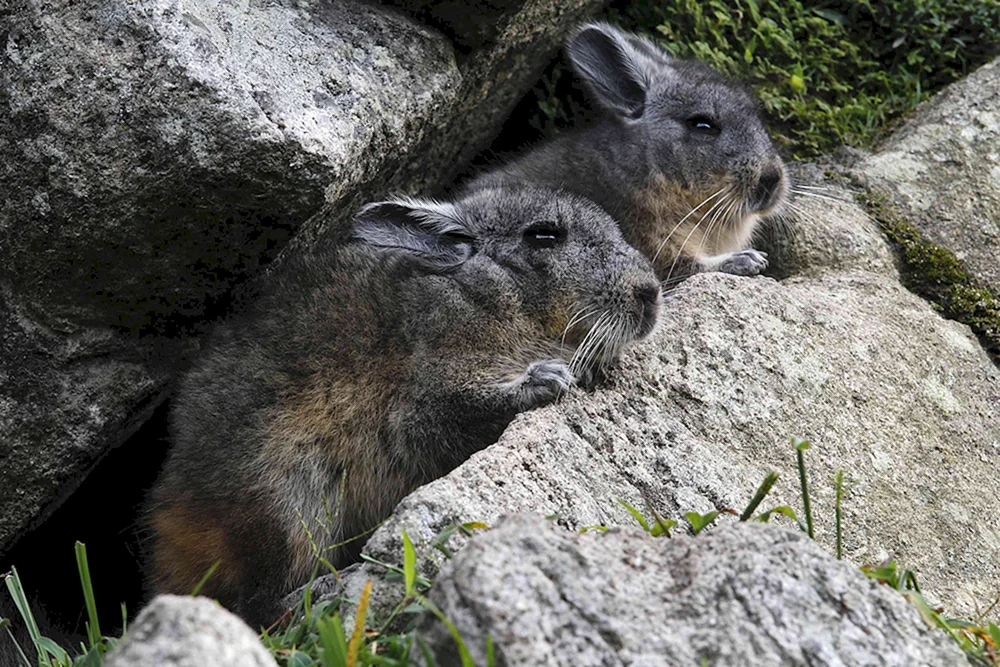 Küstenchinchilla