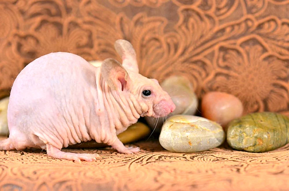 Chinchilla-Sphinx-Ratte