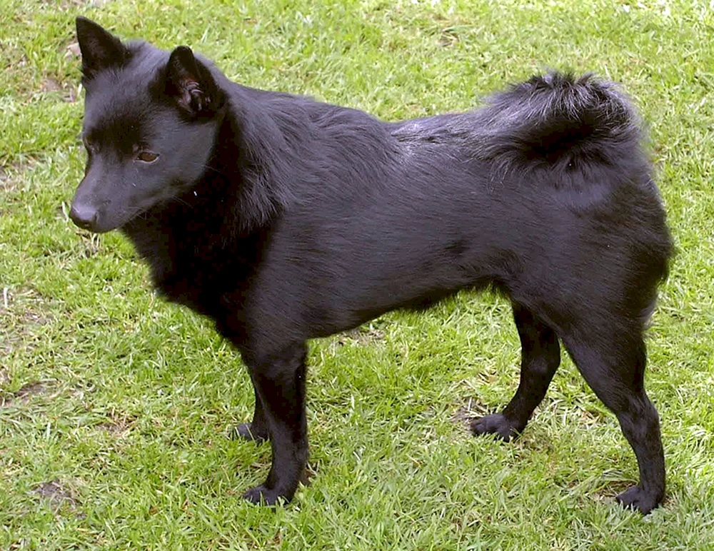 Schipperke