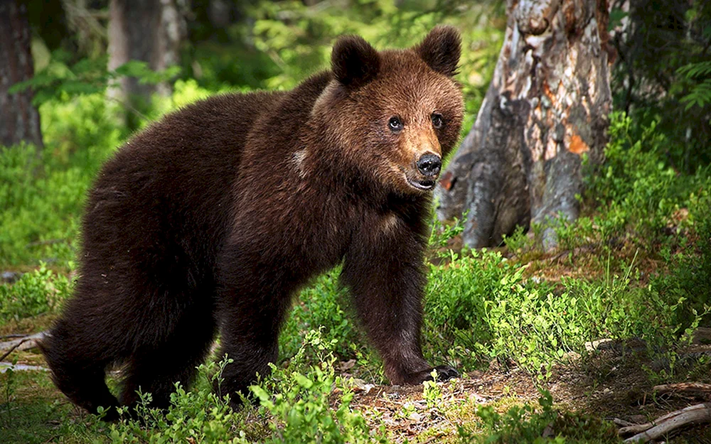 Fuchsjunge Fuchs