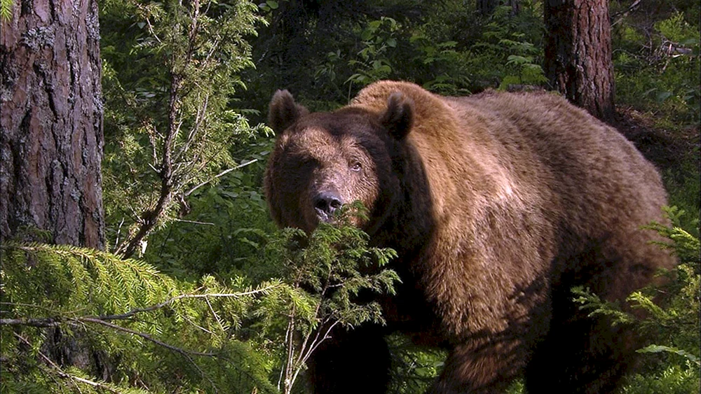 Wildtiere des Waldes Braunbär