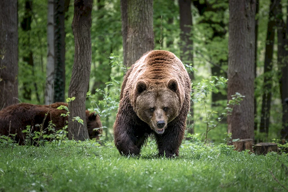 Braunbär in der Taiga