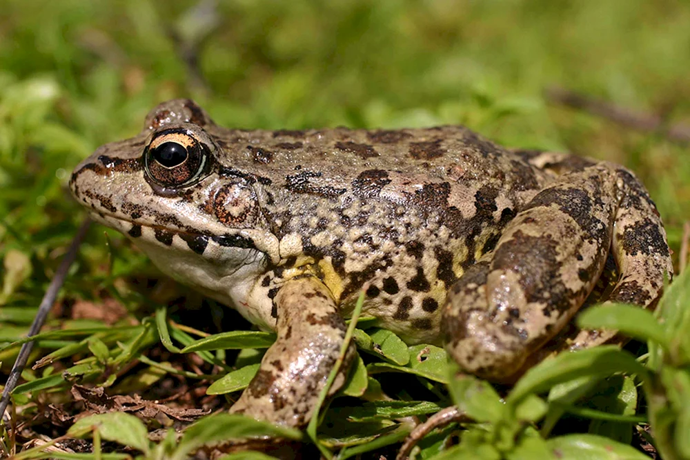 Scheibenkopffrosch Kröte